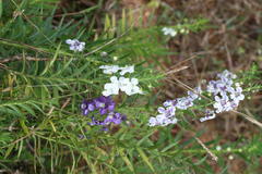 Angelonia salicariifolia